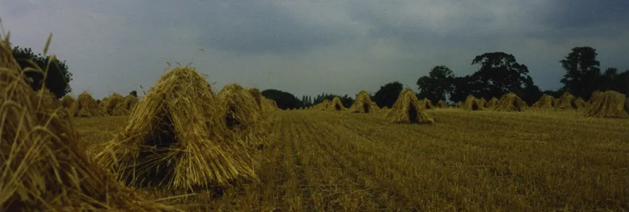 Reaper-binder cut straw stooked in a field